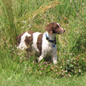 dog in high grass