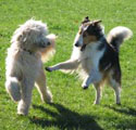 dogs playing