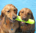 golden retrievers pulling tennis stick