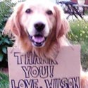 photo of dog wilson
