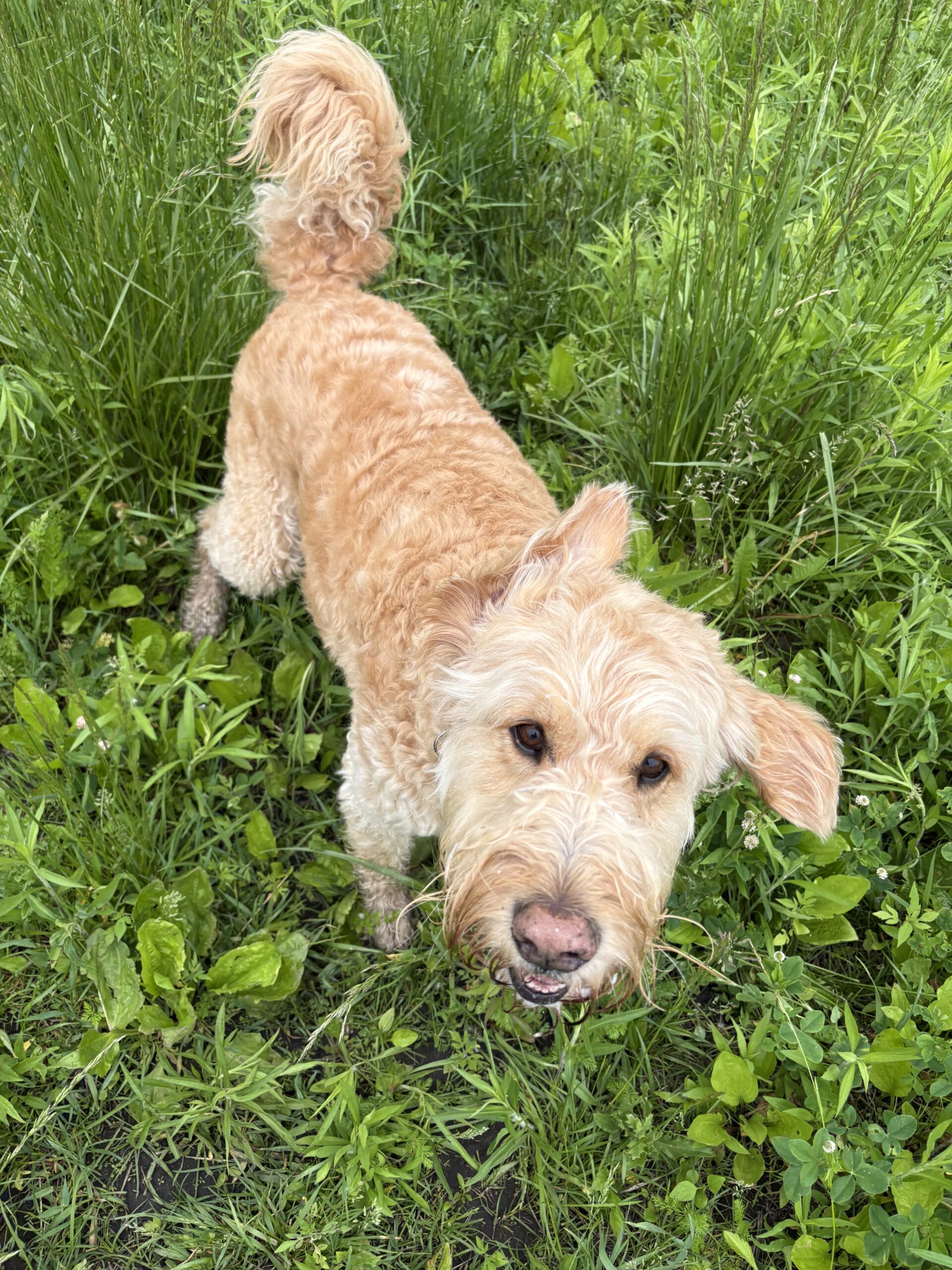 isabelle dog photo